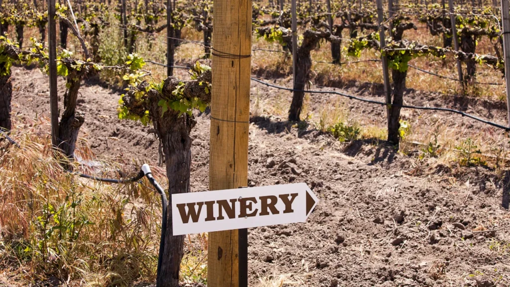  Across Croatia, you'll find countless family-owned wineries, each with its own story to tell.